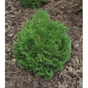 Tuja riasnatá  (Thuja plicata) ´LITTLE BOY´ ® - výška 20-30 cm, kont. C5L, ∅ rastliny 15-20 cm